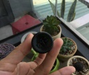 ⭐Đặc trị phân trắng cho tôm s8⭐