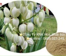 ⭐⭐⭐YUCCA LIQUID MẼICO⚡️
