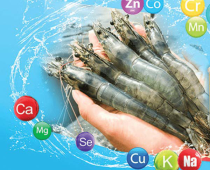 Khoáng Tổng Hợp Cho Tôm – Giải Pháp Tăng Cứng Vỏ, Giảm Hao Hụt