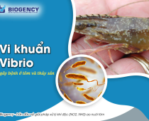 CƠ CHẾ GÂY HẠI CỦA VI KHUẨN VIBRIO – VÌ SAO TÔM DỄ BỊ SỐC KHI THỜI TIẾT THAY ĐỔI