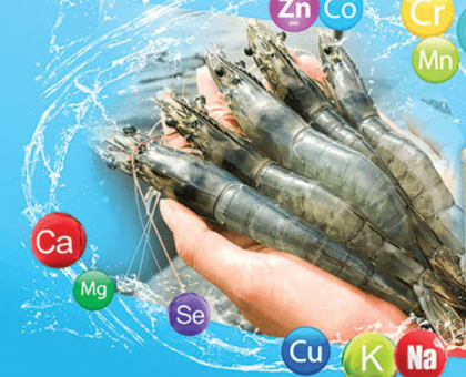 Khoáng Tổng Hợp Cho Tôm – Giải Pháp Tăng Cứng Vỏ, Giảm Hao Hụt