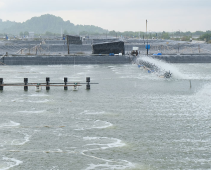 ỔN ĐỊNH KIỀM AO NUÔI (ALKALINITY) – GIẢI PHÁP GIẢM SỐC, GIẢM HAO HỤT