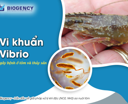 CƠ CHẾ GÂY HẠI CỦA VI KHUẨN VIBRIO – VÌ SAO TÔM DỄ BỊ SỐC KHI THỜI TIẾT THAY ĐỔI