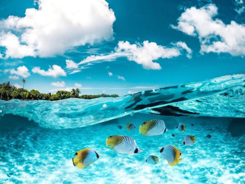 CÔNG TY THÚ Y PHƯƠNG NAM