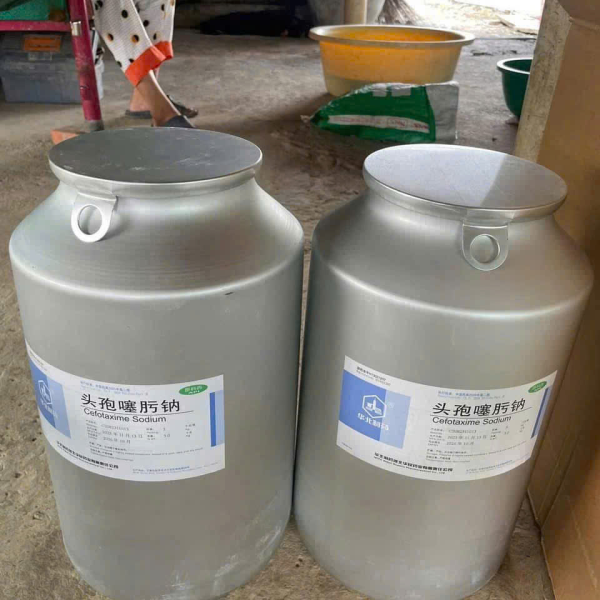 ⭐CEFOTAXIME SODIUM NCCP⭐