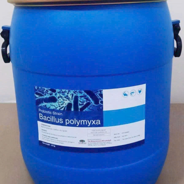 ⭐️⭐️⭐️ BACILLUS POLYMYXA ⚡️ – Vi Sinh Đối Kháng Vibrio