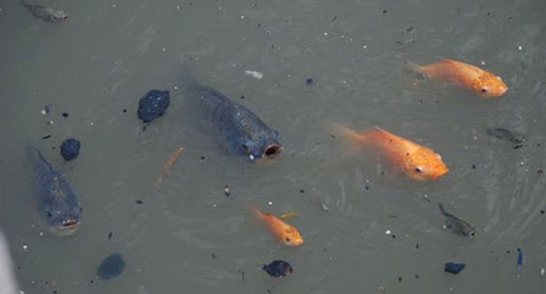 Nước Ao Đục, Có Mùi Hôi 