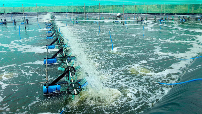 ổn định kiềm ao nuôi