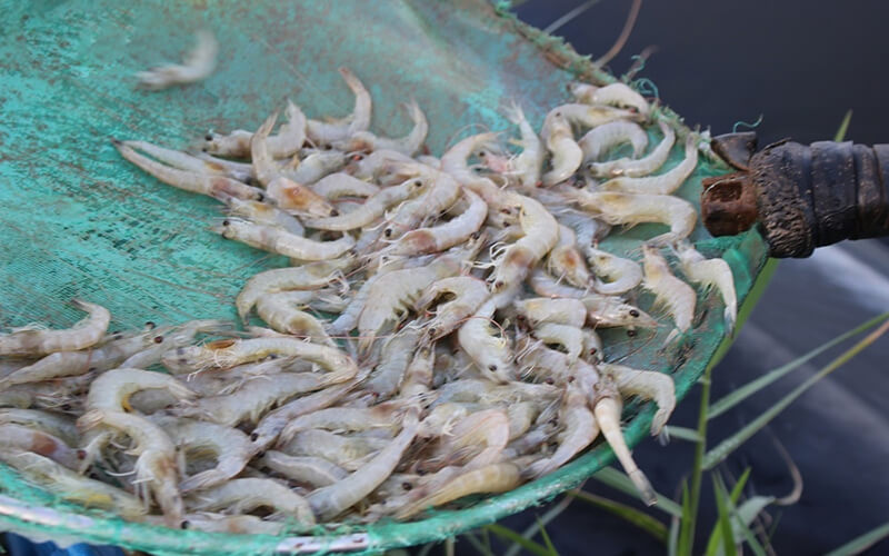 cơ chế gây hại của vi khuẩn Vibrio