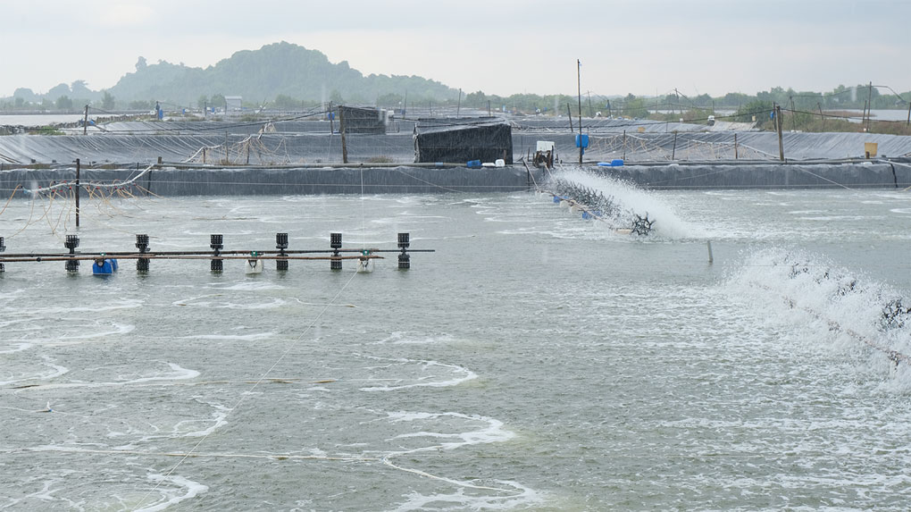 cơ chế gây hại của vi khuẩn Vibrio