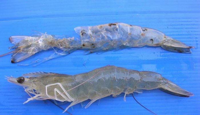 khoáng tổng hợp cho tôm