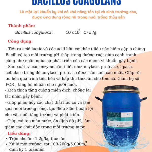 Bacillus Coagulan – Vi Sinh Ổn Định Đường Ruột