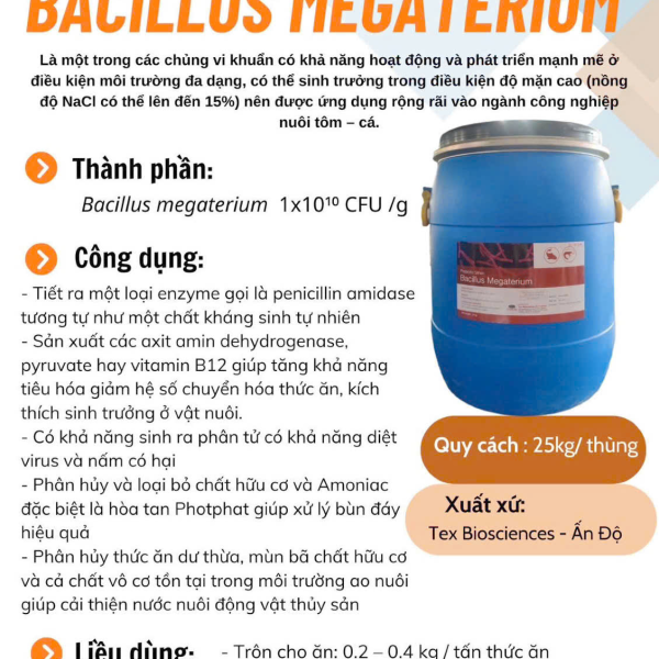 Bacillus Megateriu  – Vi Sinh Xử Lý Nước, Đáy Ao